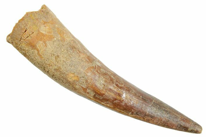 Fossil Spinosaurus Tooth - Real Dinosaur Tooth #363537